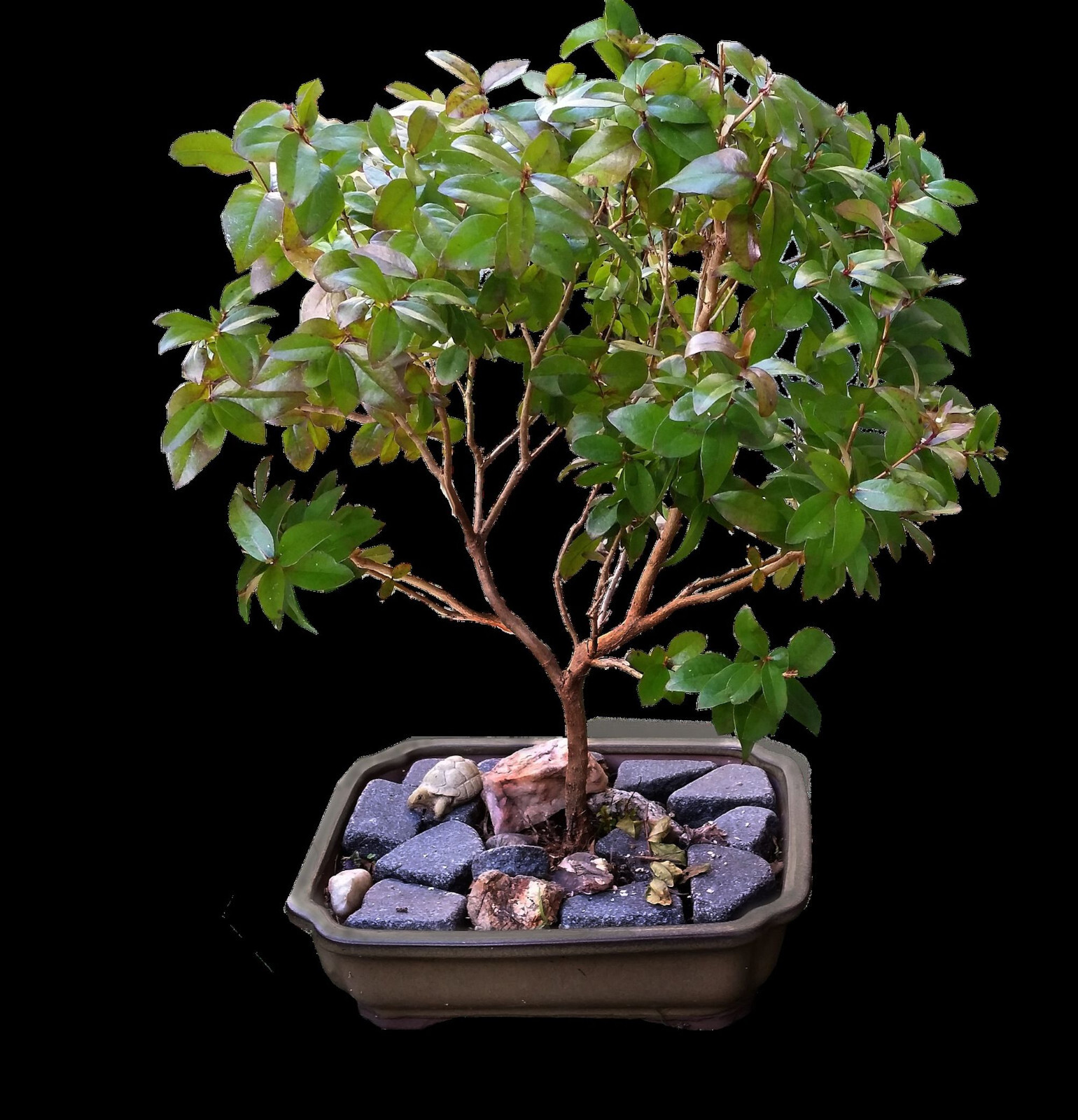 White Crape Myrtle 25 Heirloom Seeds Tropical Plant Collectors Choice-Crepe
