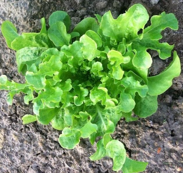 1 Gram Fresh | NON-GMO | Salad Bowl Leaf Premium Lettuce Seeds-B 44