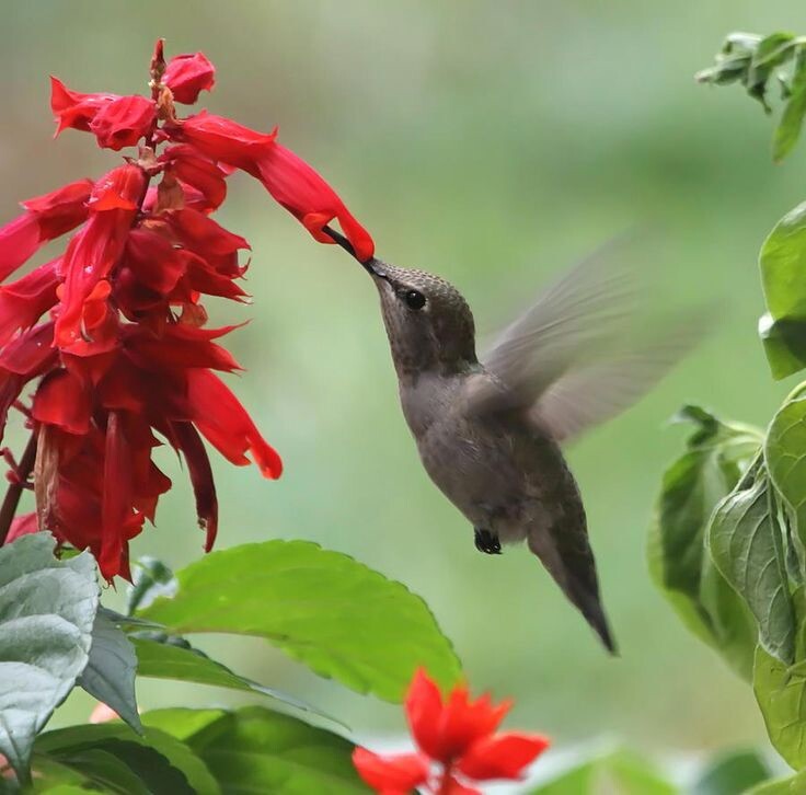 Scarlet Sage Salvia Red Hummingbirds Annual Perennial 100 Seeds