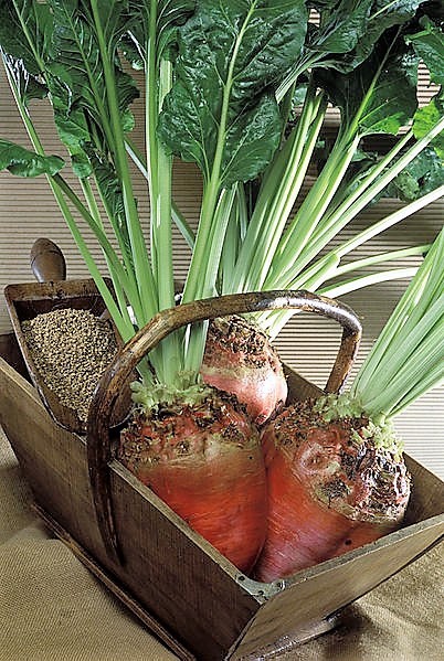 75 Giant Red BEET Mangelwurzel Mangel Mangold Wurzel Mammoth Long Beta Seeds
