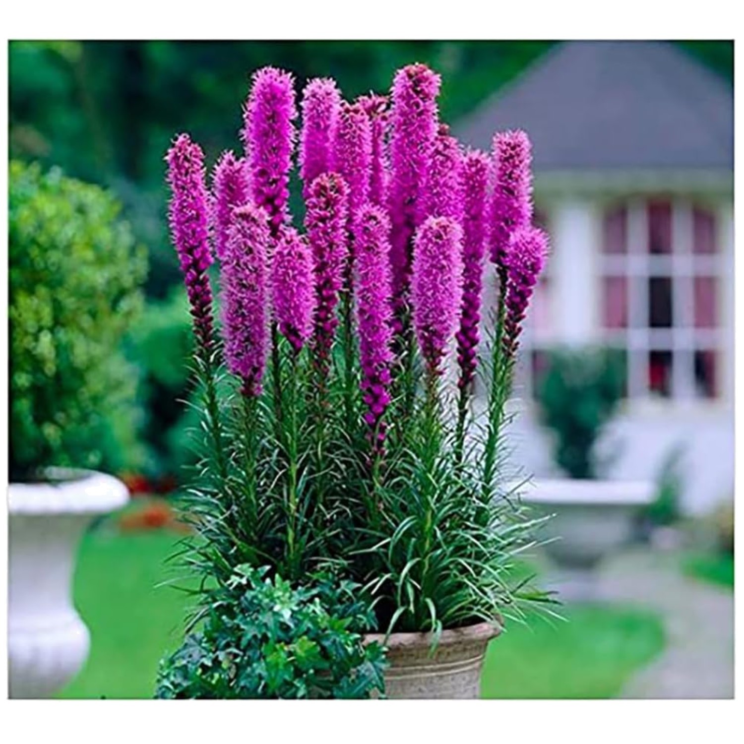 Liatris Spicata – Perfect for Borders