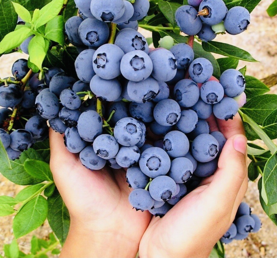 2 PACK BLUEBERRY FRUIT SEEDS SWEET NON GMO FRESH HARVEST FREE SHIPPING