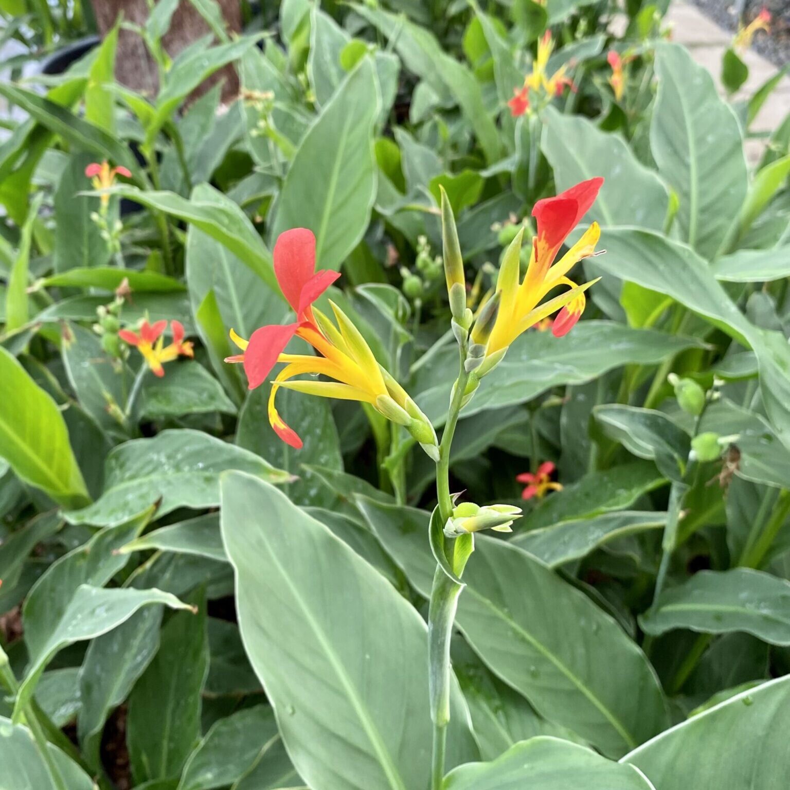2 Canna Indica / Indian Shot Red/yellow Plant Pond Marginal Yard Edible