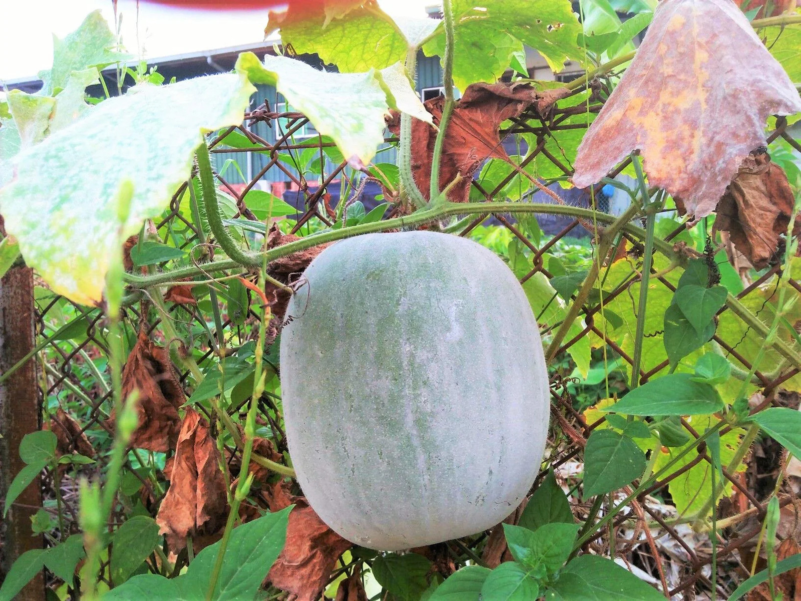 Giant White Skin Winter Melon Seeds |Dong Gua Ash Wax Gourd Hair Asian Seed 2024