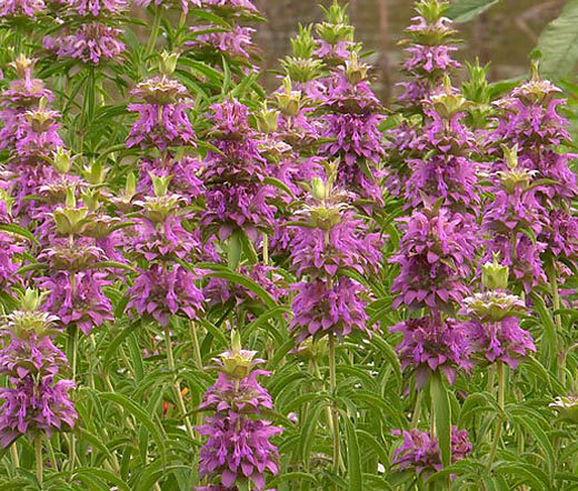 LEMON MINT BEE BALM Monarda Citriodora – 5,000 Bulk Seeds