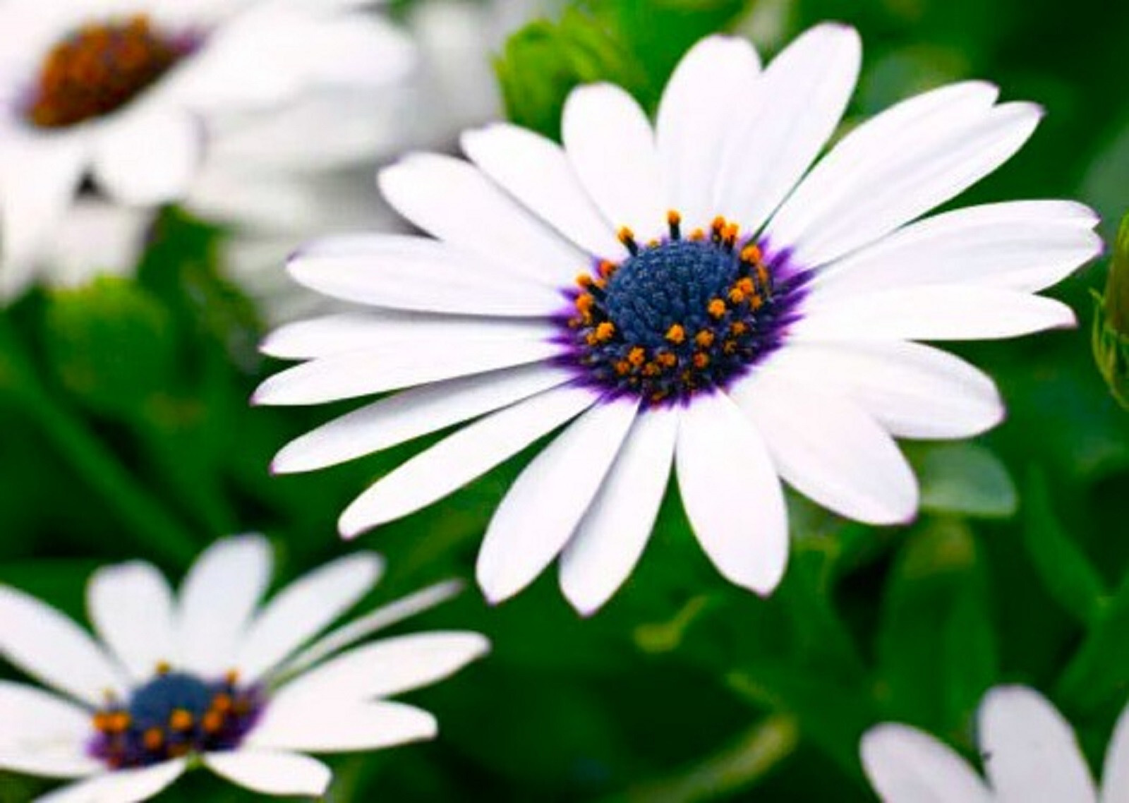 Beautiful Cape Daisy Seeds 30 Seeds BUY 4 GET FREE SHIPPING!!!