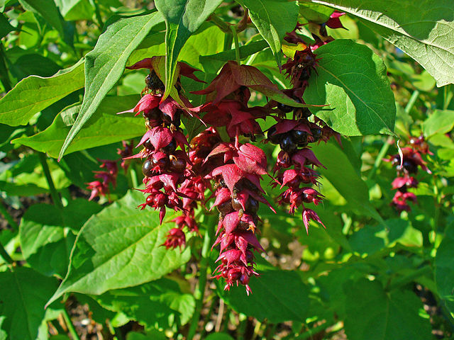 HIMALAYAN HONEYSUCKLE BUSH 200 SEEDS HARDY PERENNIAL mariesgreengarden