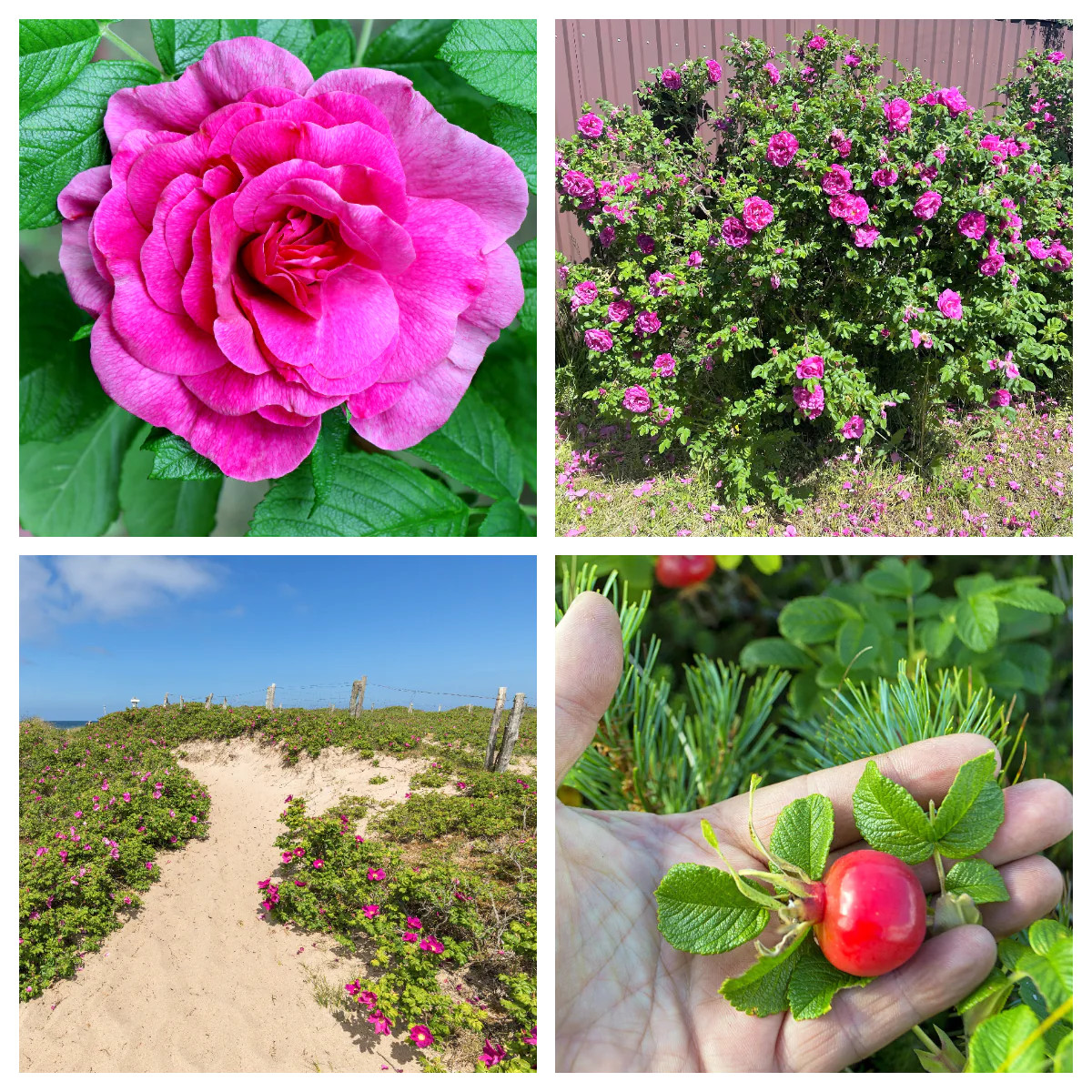 50 Pink BEACH ROSE Seaside Sand Rose, Beach Tomato Rosa Rugosa Hips Flower Seeds