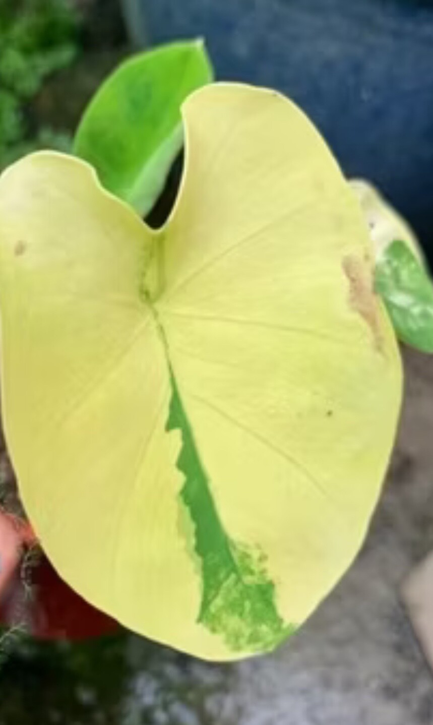 AUTHENTIC Colocasia Yellow Splash 1 bulbs