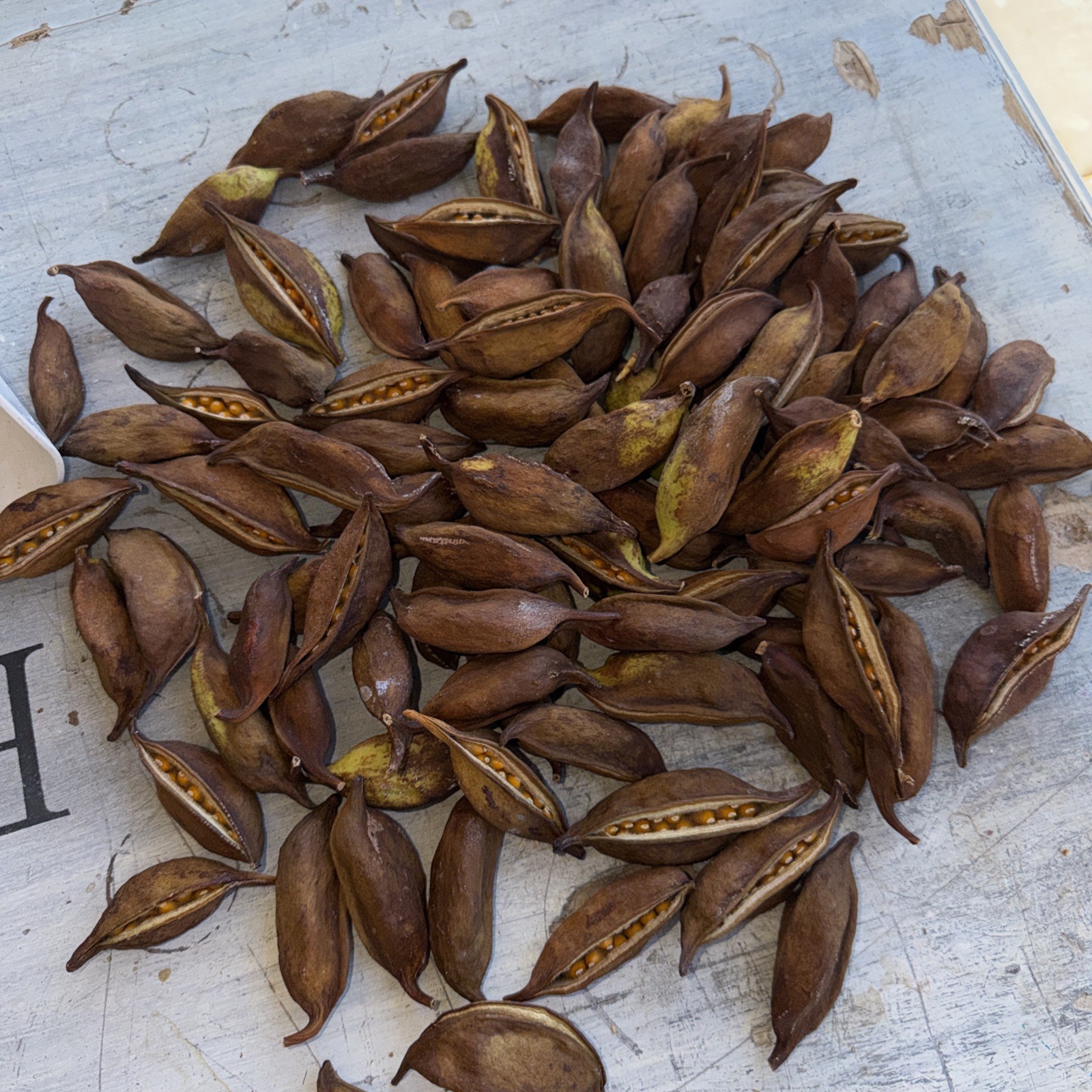 2 Kurrajong Seed pods – Brachychiton populneus – Removed From Trees 6/17/2026