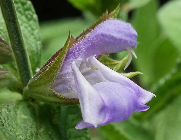 Salvia officinalis | Common or Garden Sage | 5 Seeds