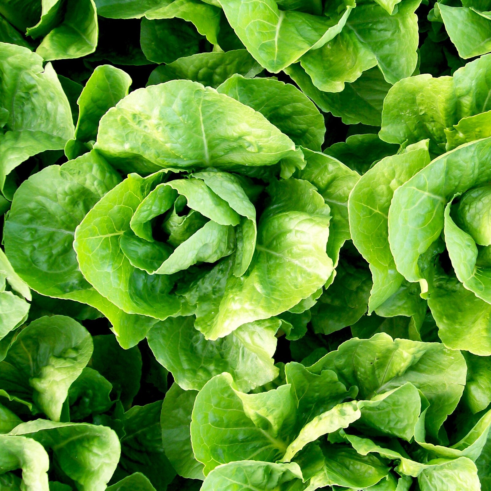 Lettuce Romaine Paris Seeds, Easy to Grow, Crisp Leaves, Non-GMO, Free Shipping