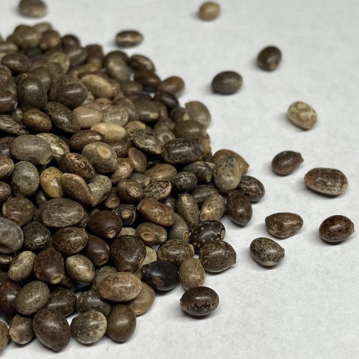 Wild Lupine Seeds (Lupinus perennis) ~Native Wildflower Pollinator Attractor