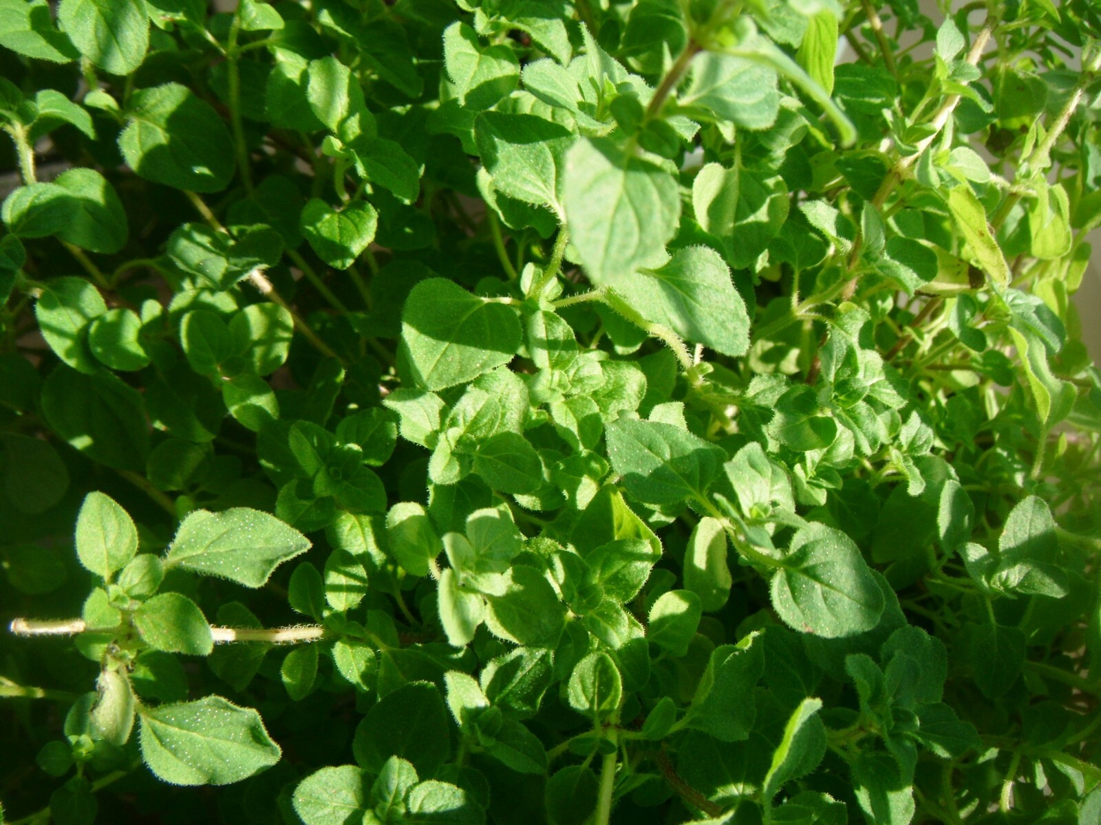 3000 Common Thyme Seeds Thymus vulgaris Herb Seeds Non_GMO Free Shipping