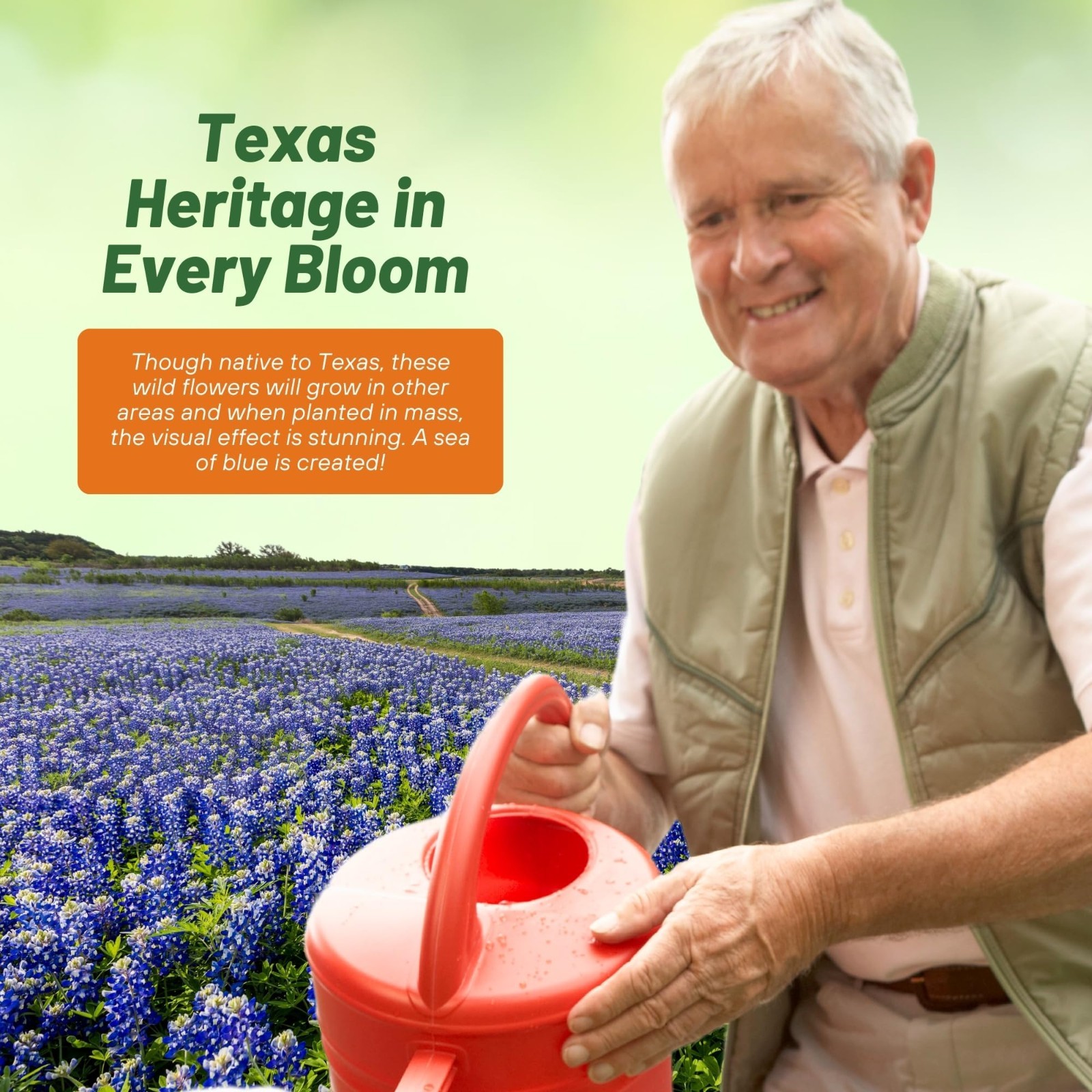 Texas Bluebonnet Seeds – 1/4 lb Heirloom Annual Wildflower, Drought-Tolerant, Bl