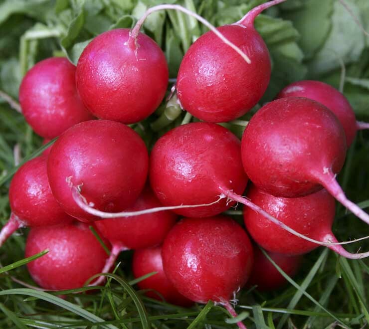 RADISH SEEDS CHERRY BELLE 200+ garden VEGETABLES survival COOKING FREE SHIPPING
