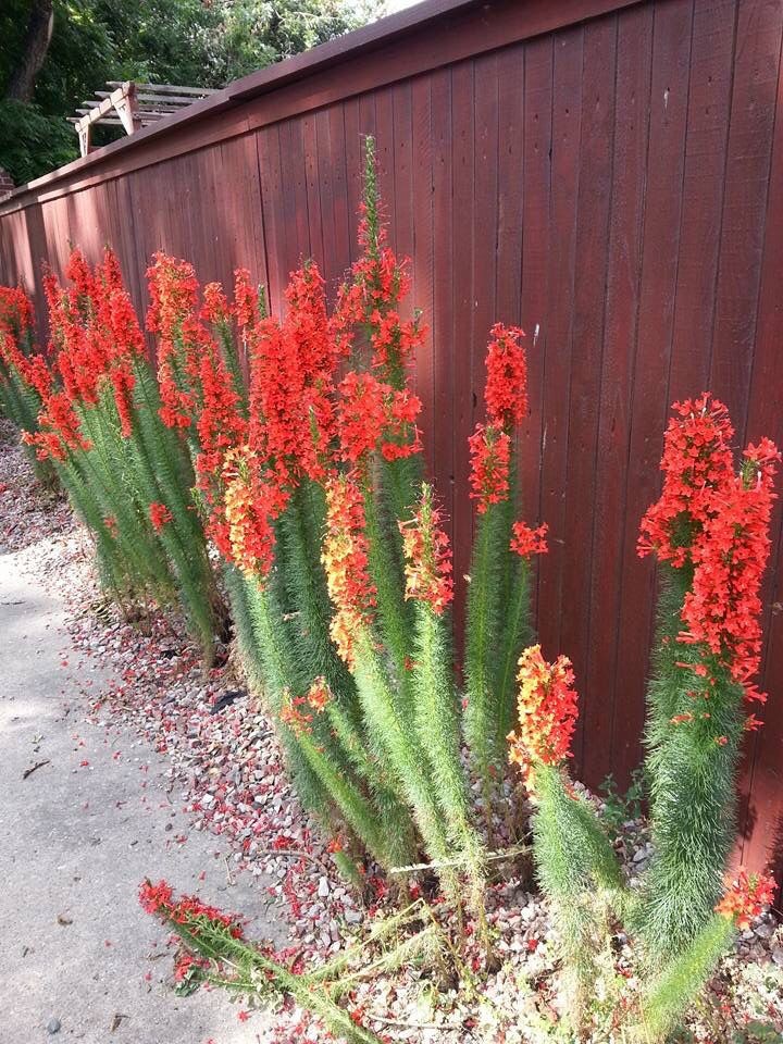 Standing Cypress Seeds Ipomopsis rubra Free Shipping!