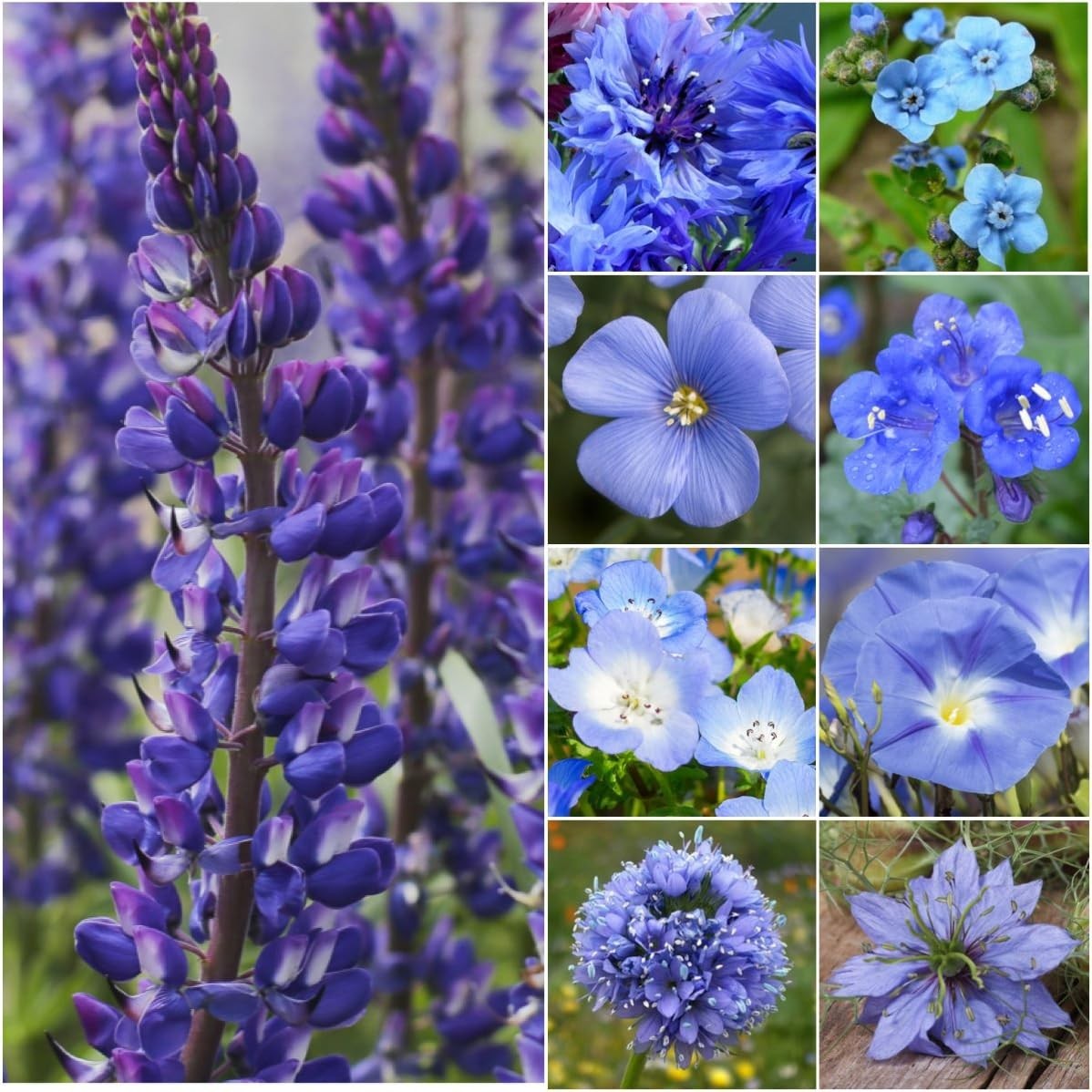 Blue Wildflower Seeds – Dazzling Blue Mix of 10 Varieties for Sunny Gardens