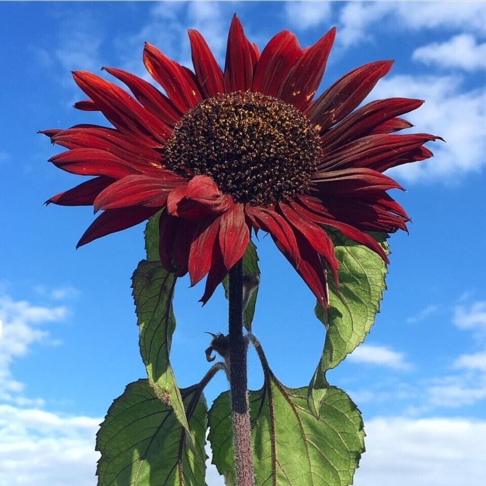 50+ RED SUN RARE SUNFLOWER SEEDS – BEAUTIFUL – NON GMO – HEIRLOOM — FRESH