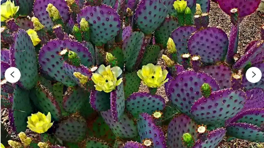 10 Purple Cactus (Opuntia santarita) Prickly Pear Fruit Rare, Fast, Hardy-Zone 7