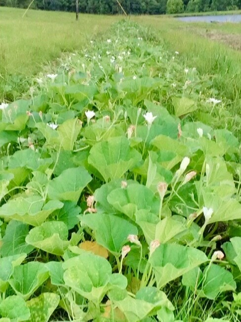 50+ Purple Martin birdhouse gourd seeds – the original from Alabama gourd seeds