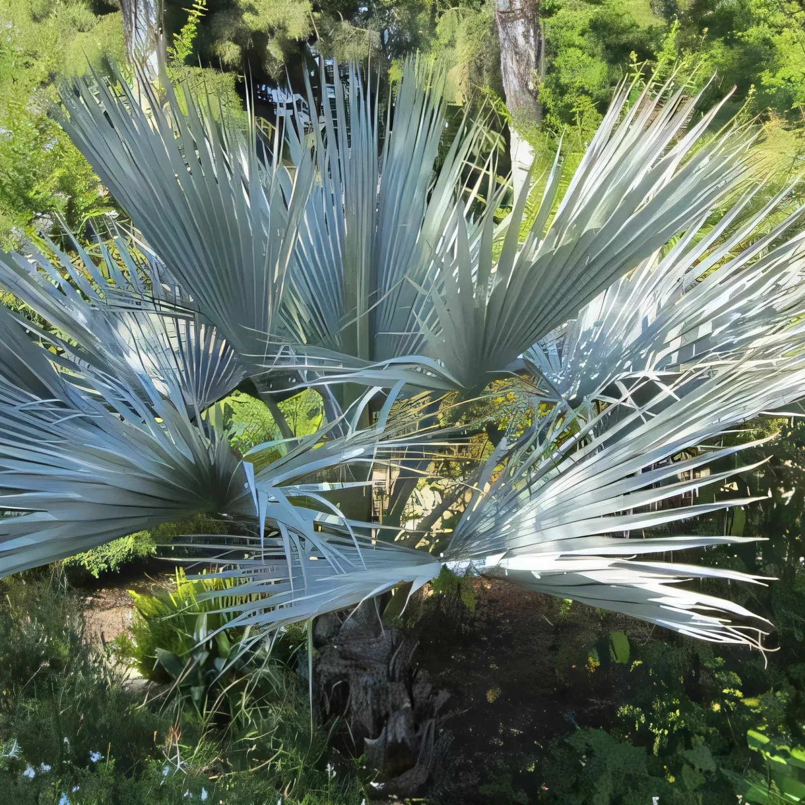 10 Silver Bismarck Palm Seeds Bismarckia nobilis Blue Fan Palm