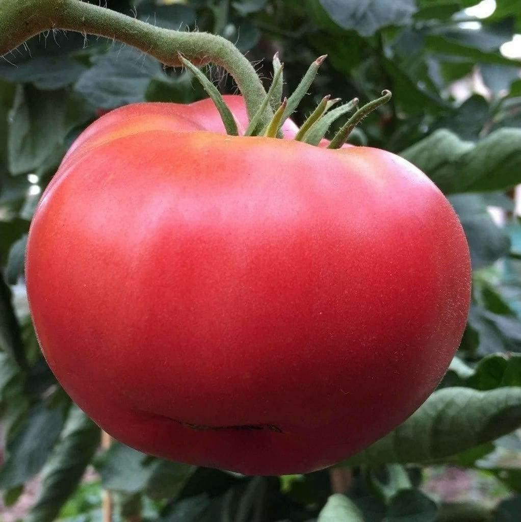 Tomato Seeds, Red Ponderosa Tomato Seeds, “COOL BEANS N SPROUTS” Brand. Heirloom