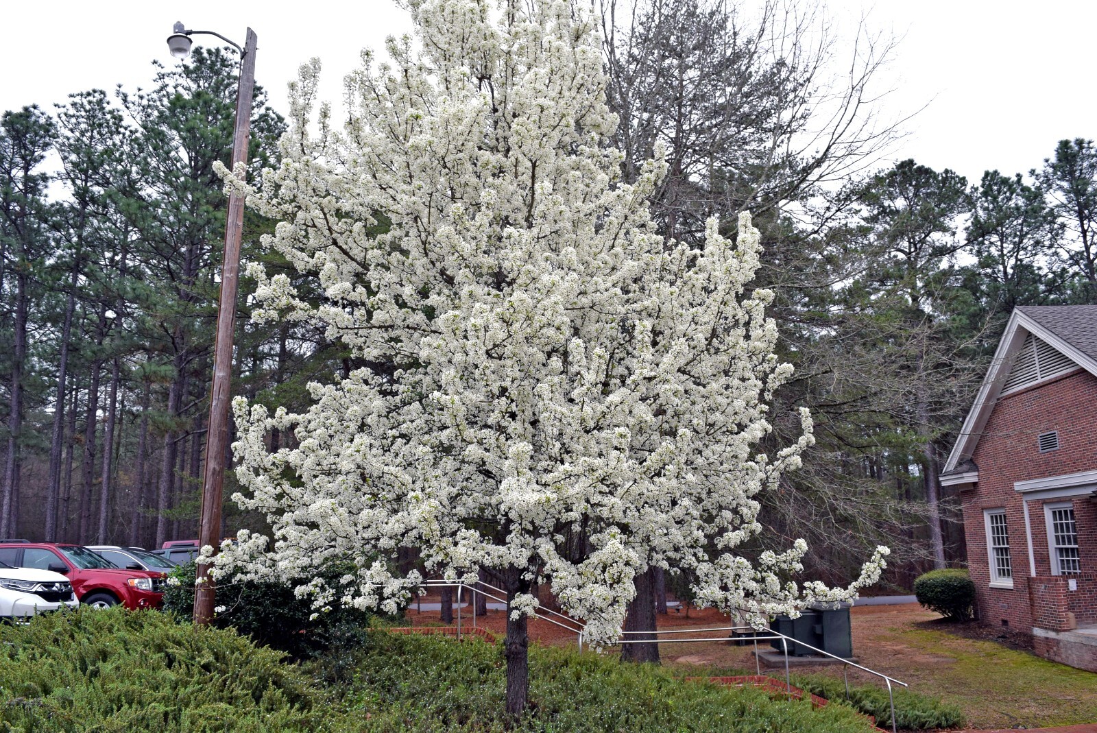 Bradford Pear Tree Seeds (Pyrus calleryana) “Callery” Fast Cold Hardy to Zone 4