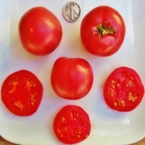 Eva Purple Ball – Heat Resistant – 40 Seeds – Buy any 3 or more var, 20% off!