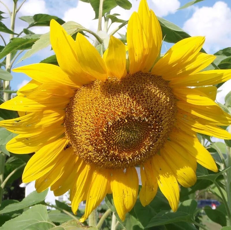 25+Seeds|Mammoth Grey Stripe Sunflowers Seeds #E025