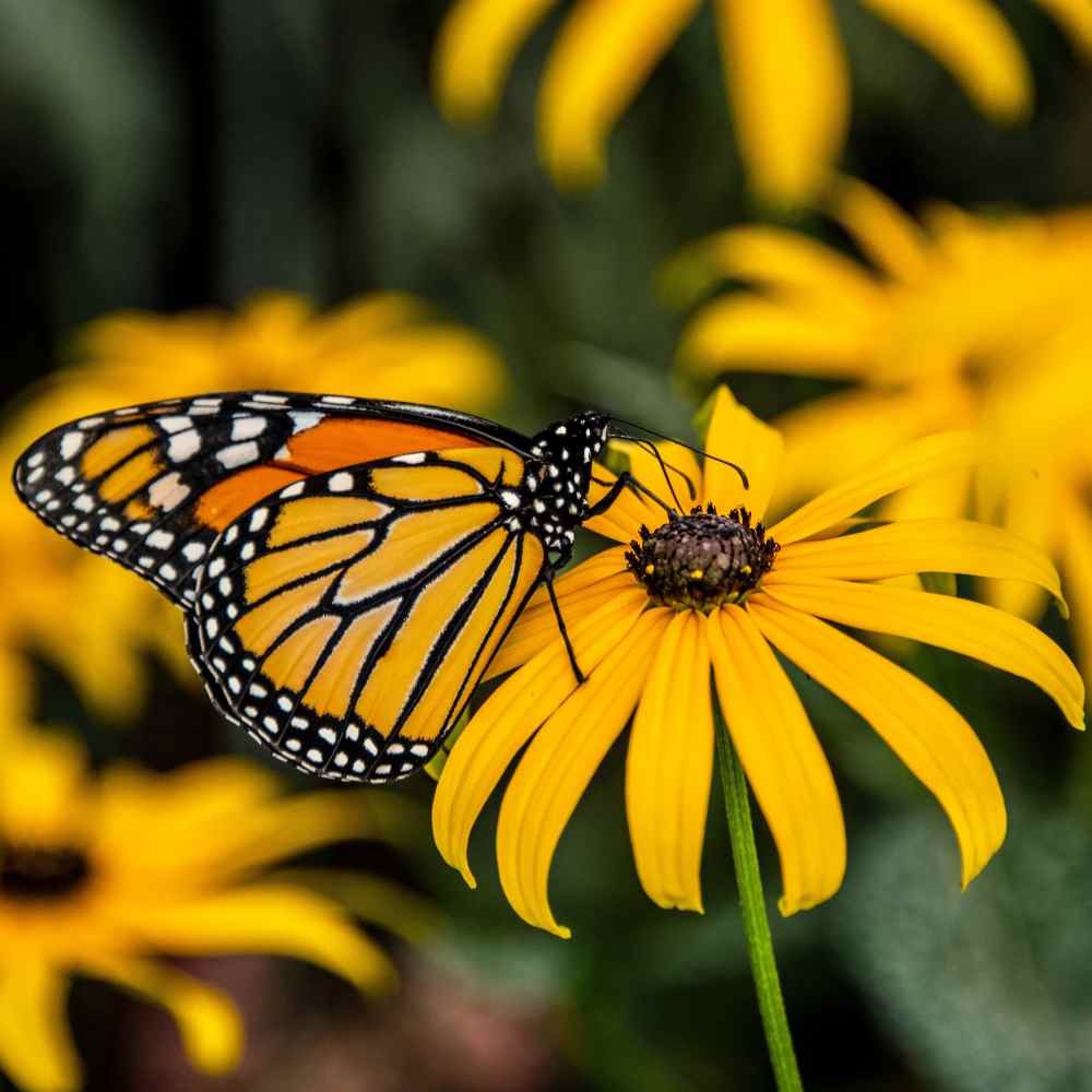 1 LB Rudbeckia Hirta Drought Tolerant Black Eyed Susan Wildflower Seeds
