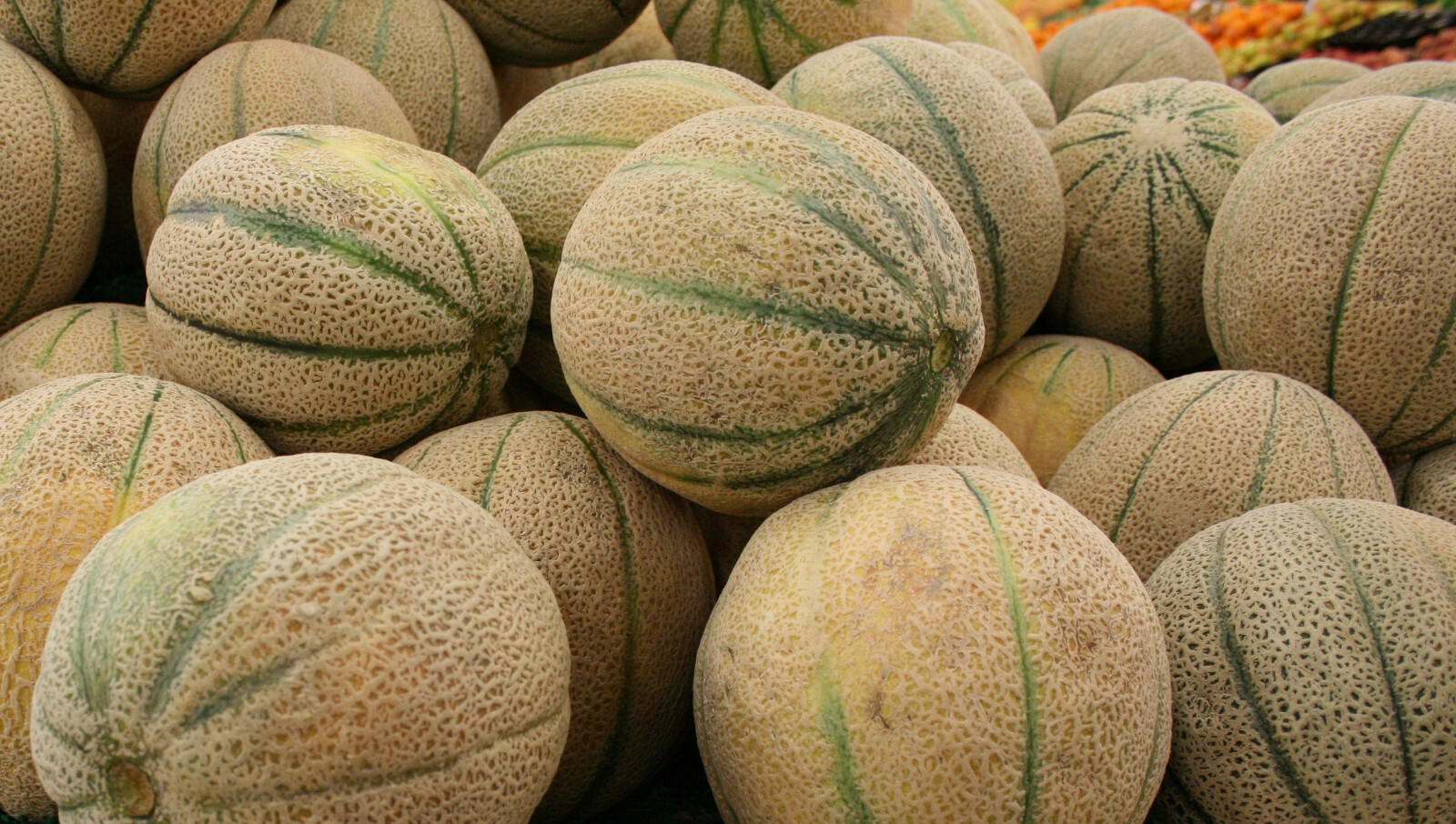 75 Heirloom Honey Rock Cantaloupe Seeds – Prize Winning Melon! – SUPER Sweet!