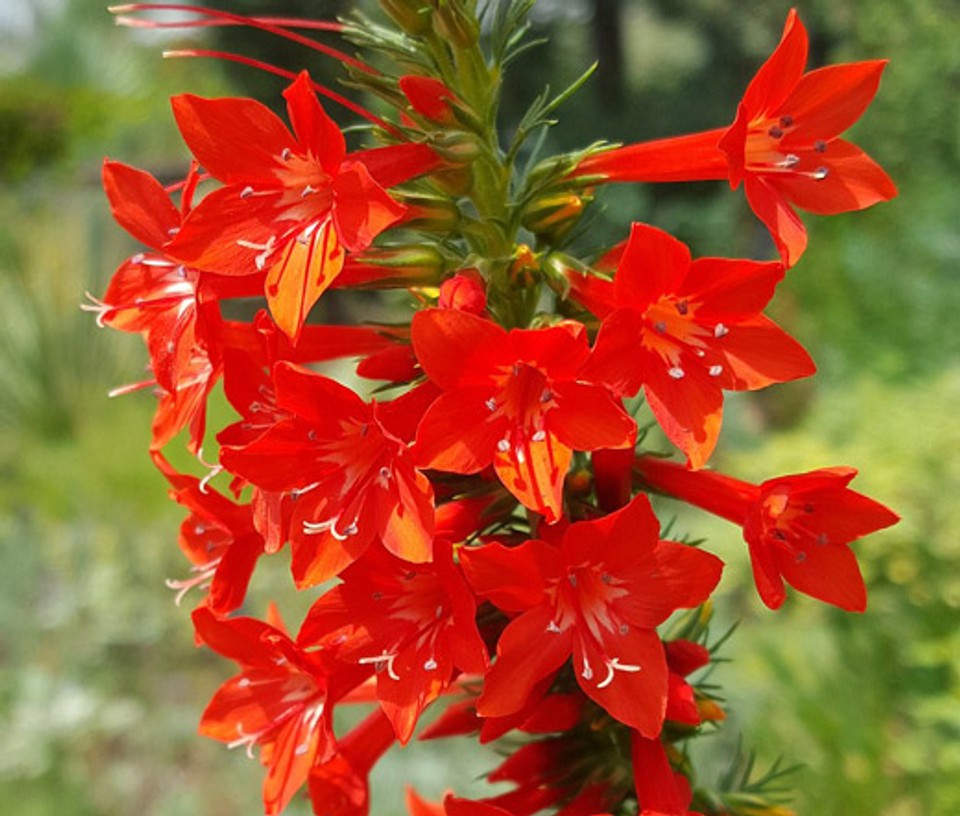 Standing Cypress Seeds Ipomopsis rubra Free Shipping!