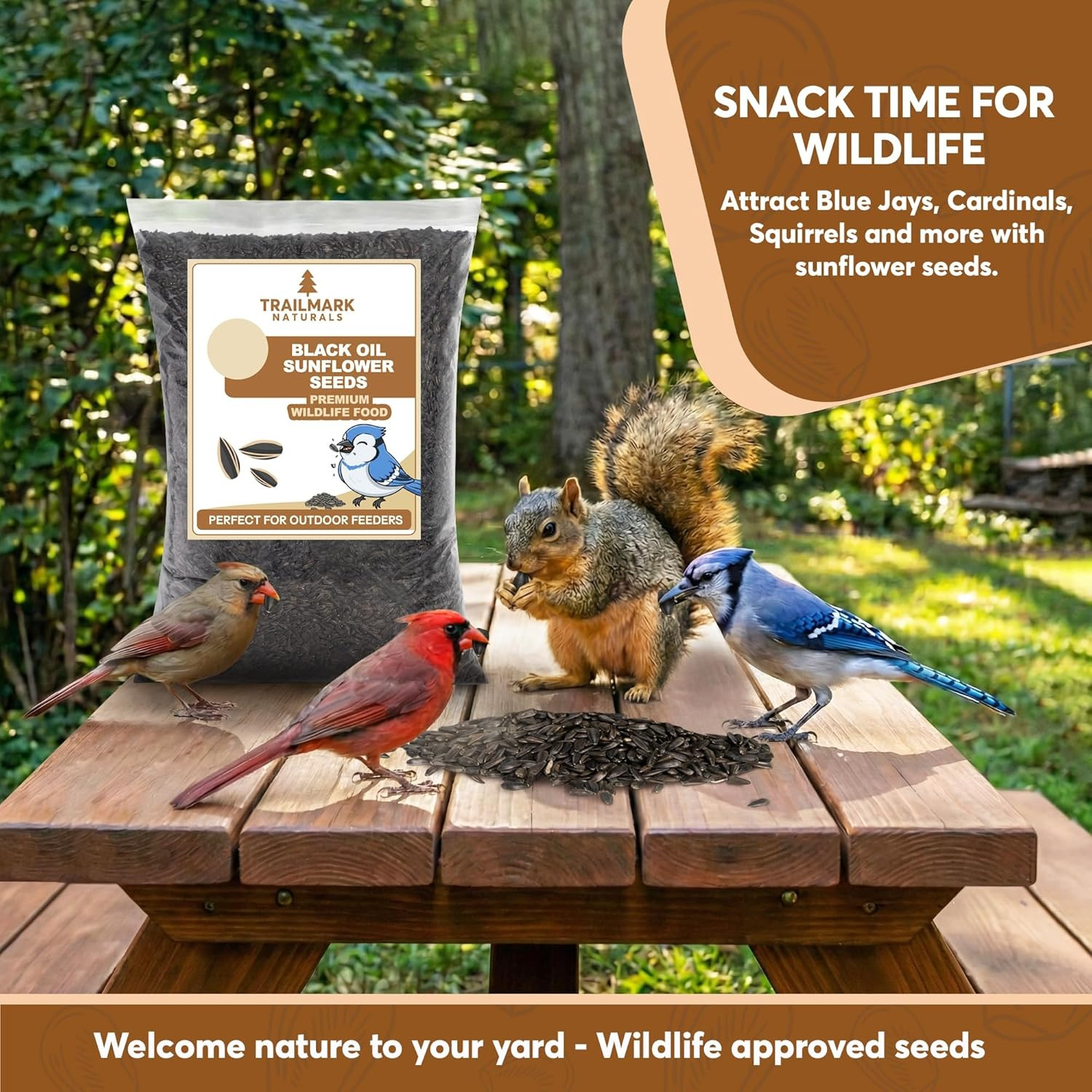 10 Pound Black Oil Sunflower Seeds for Birds – Premium Wildlife Food – Non – GMO