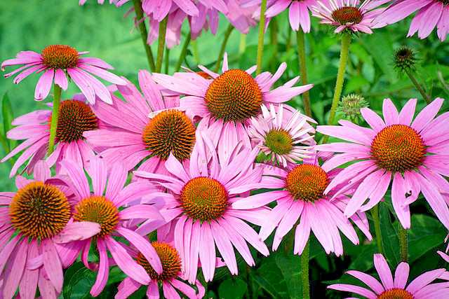 purple Echinacea 100 seeds, coneflower, large daisy-like flowers, herb.