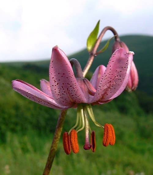 Lilium x Martagon Painted Ladies | 5_Seeds