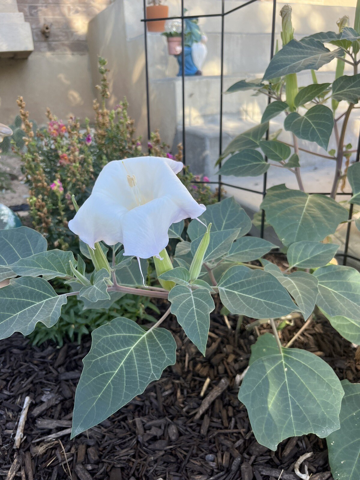 DA01: Sacred Datura Seed 30 Ct Cold Hardy Wildflower Datura wrightii