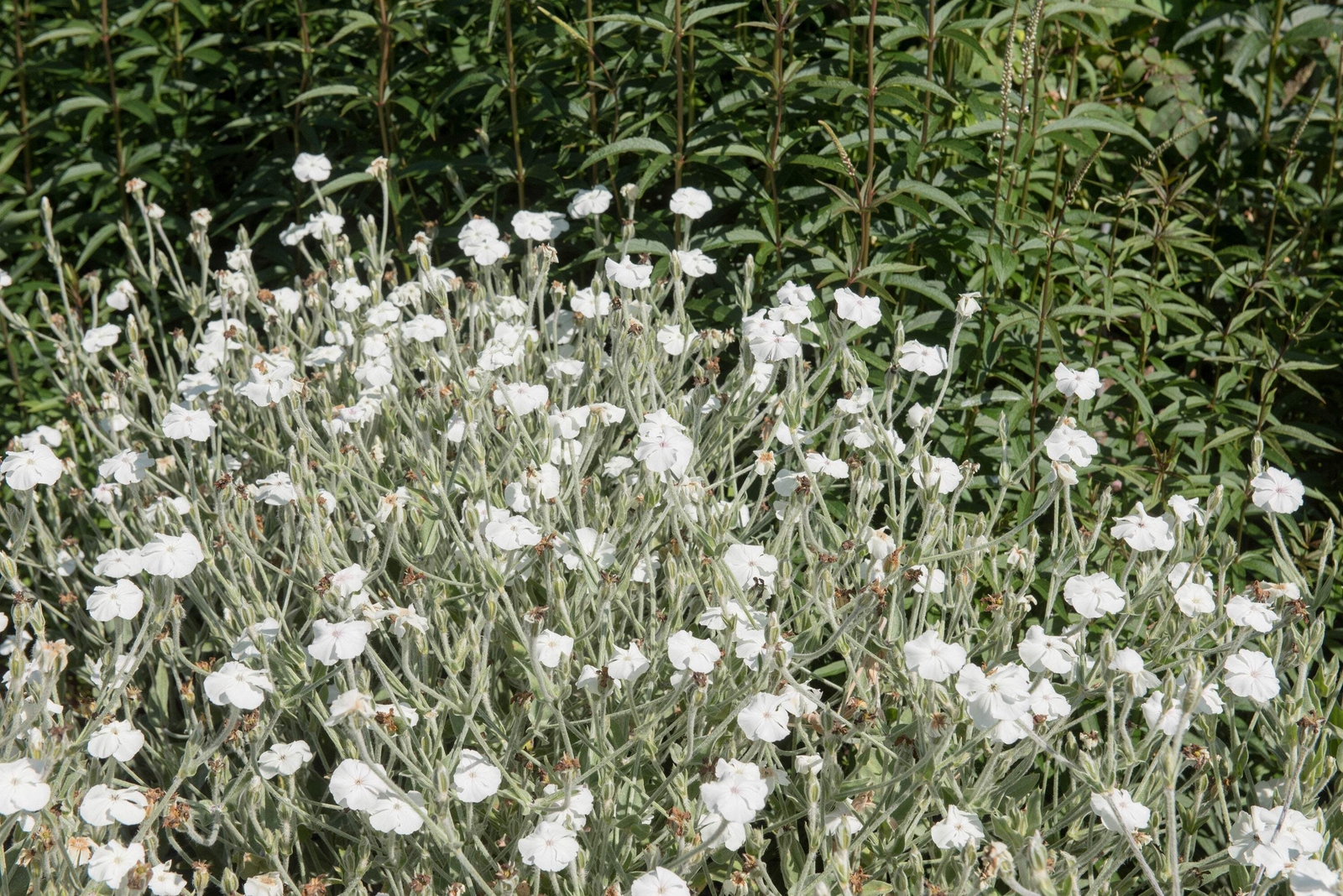 50 WHITE LYCHNIS Coronaria Alba Rose Campion Silene Flower Seeds