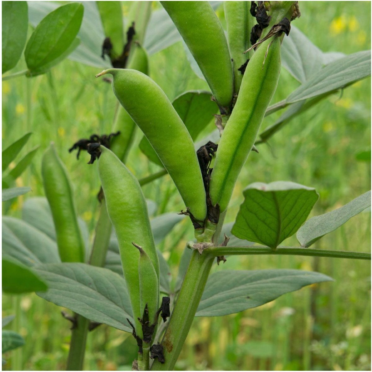 Bean Seeds 20 Henderson Dwarf Baby Lima Vegetable NON-GMO USA FREE SHIPPING