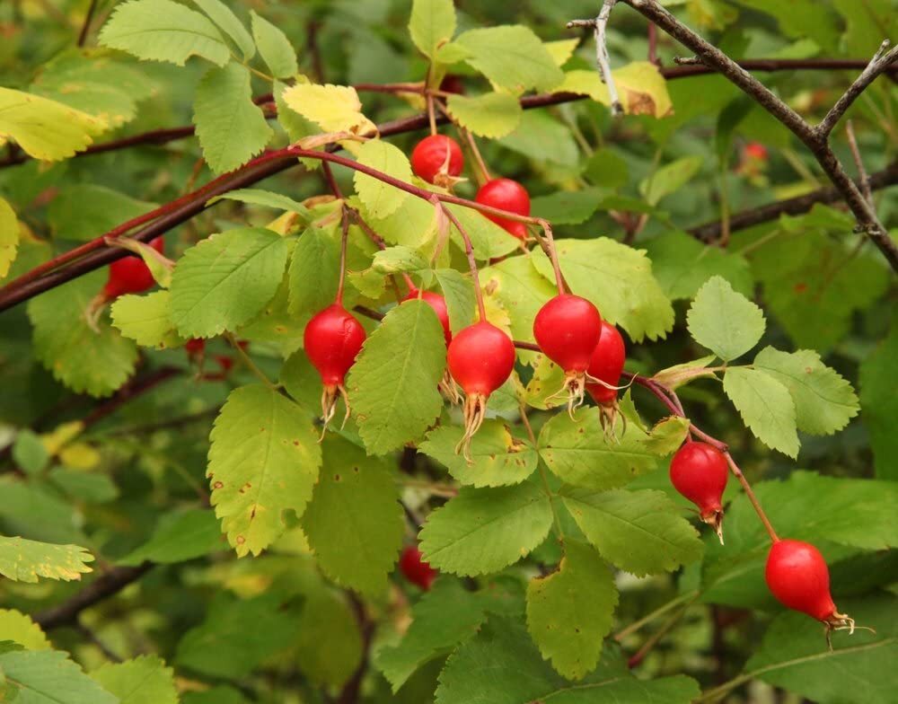50 Woods Rose Seeds for Planting Rosa woodsii – Grow Wild Rose Bushes