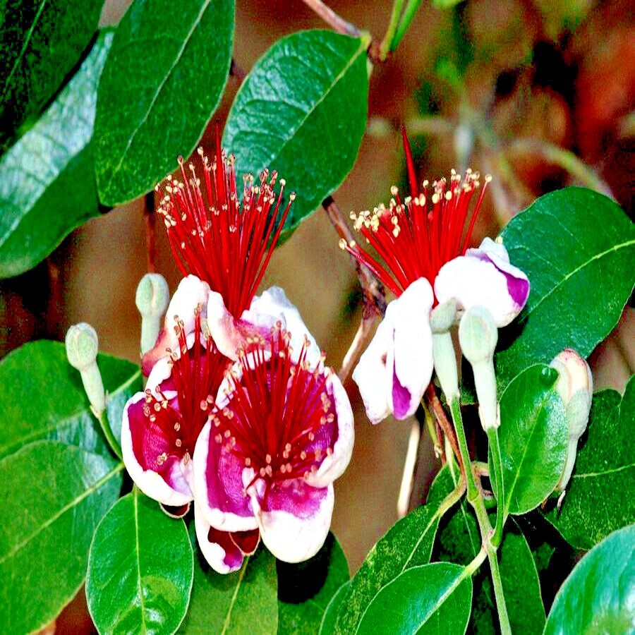 20 PINEAPPLE GUAVA TREE SEEDS “Brazilian Fig Guava Fruit” Tropical Flower Plant