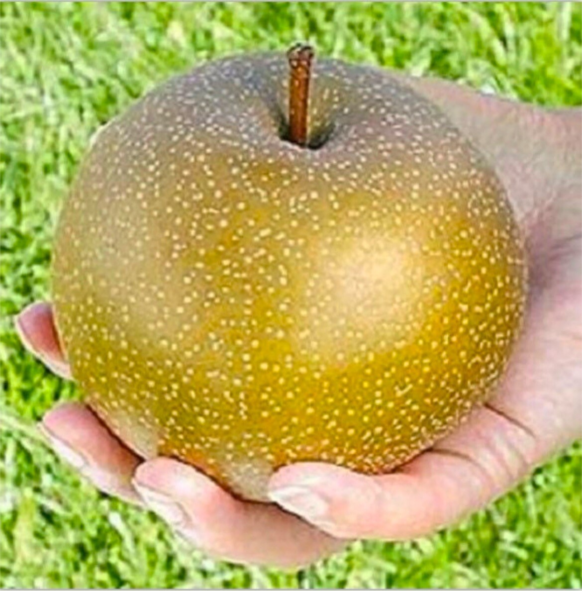 Orient pear, 4 ft tall grafted tree bareroot Pyrus communis Asian