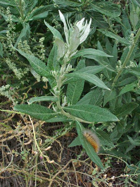Artemisia douglasiana | California Mugwort | 50 Seeds