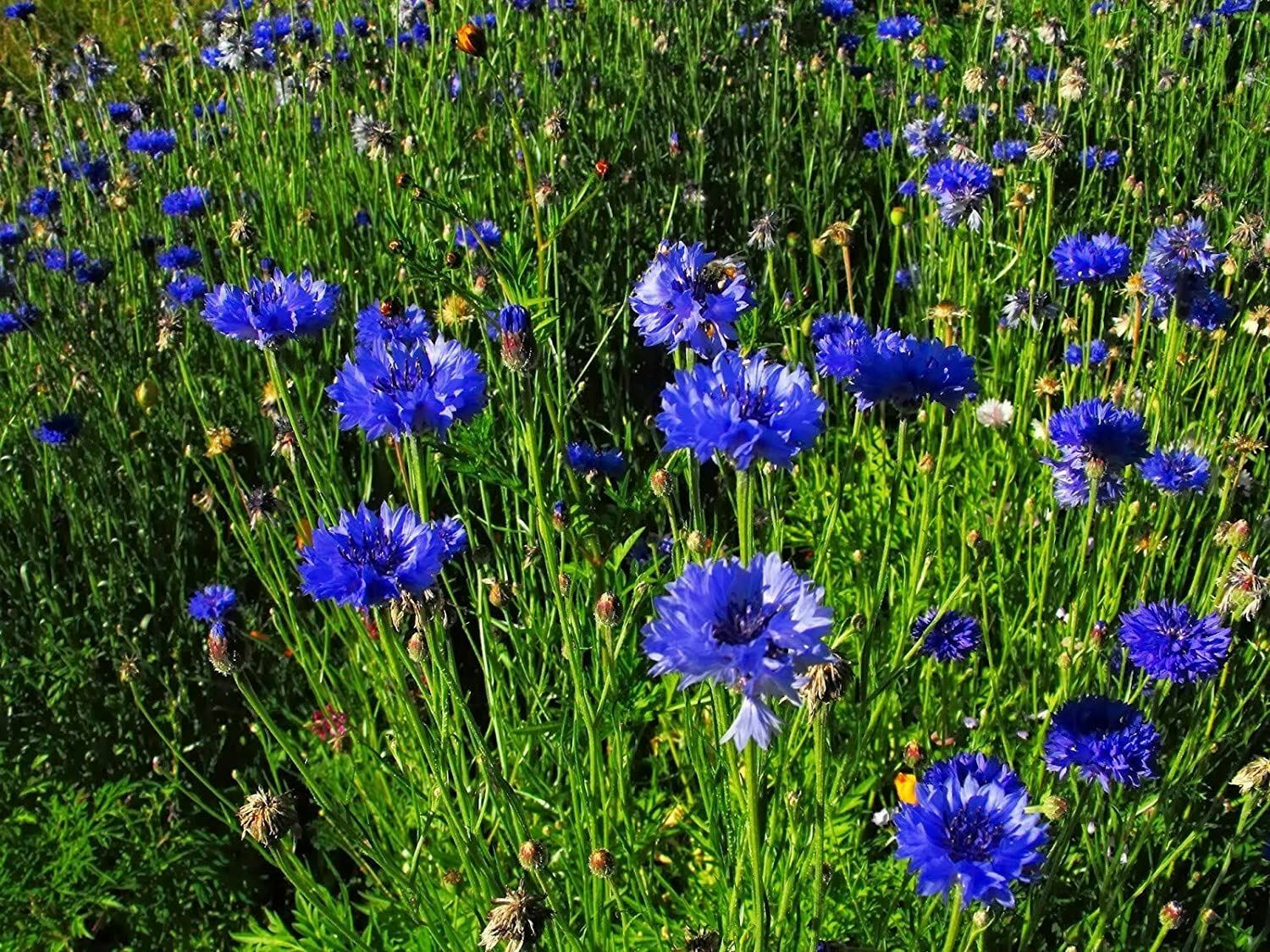 Bachelor Button Seeds , Tall Blue Flower Seeds,”COOL BEANS N SPROUTS”