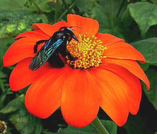 65+ Mexican Torch Orange Sunflower Seeds by my, Brooklyn Botanical Garden’sClub!