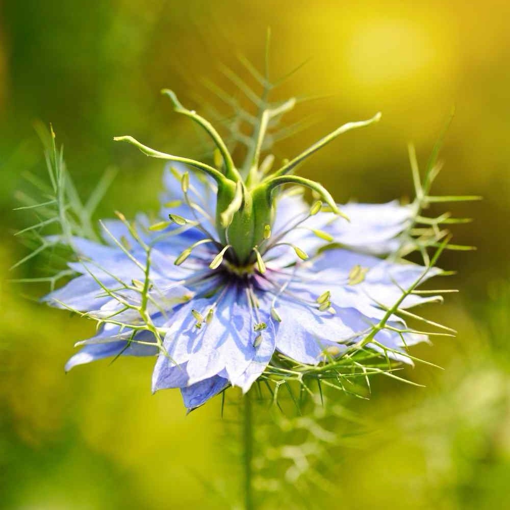 200+ Black Cumin Seed for Planting (Nigella sativa) Non-GMO, Heirloom USA Seller