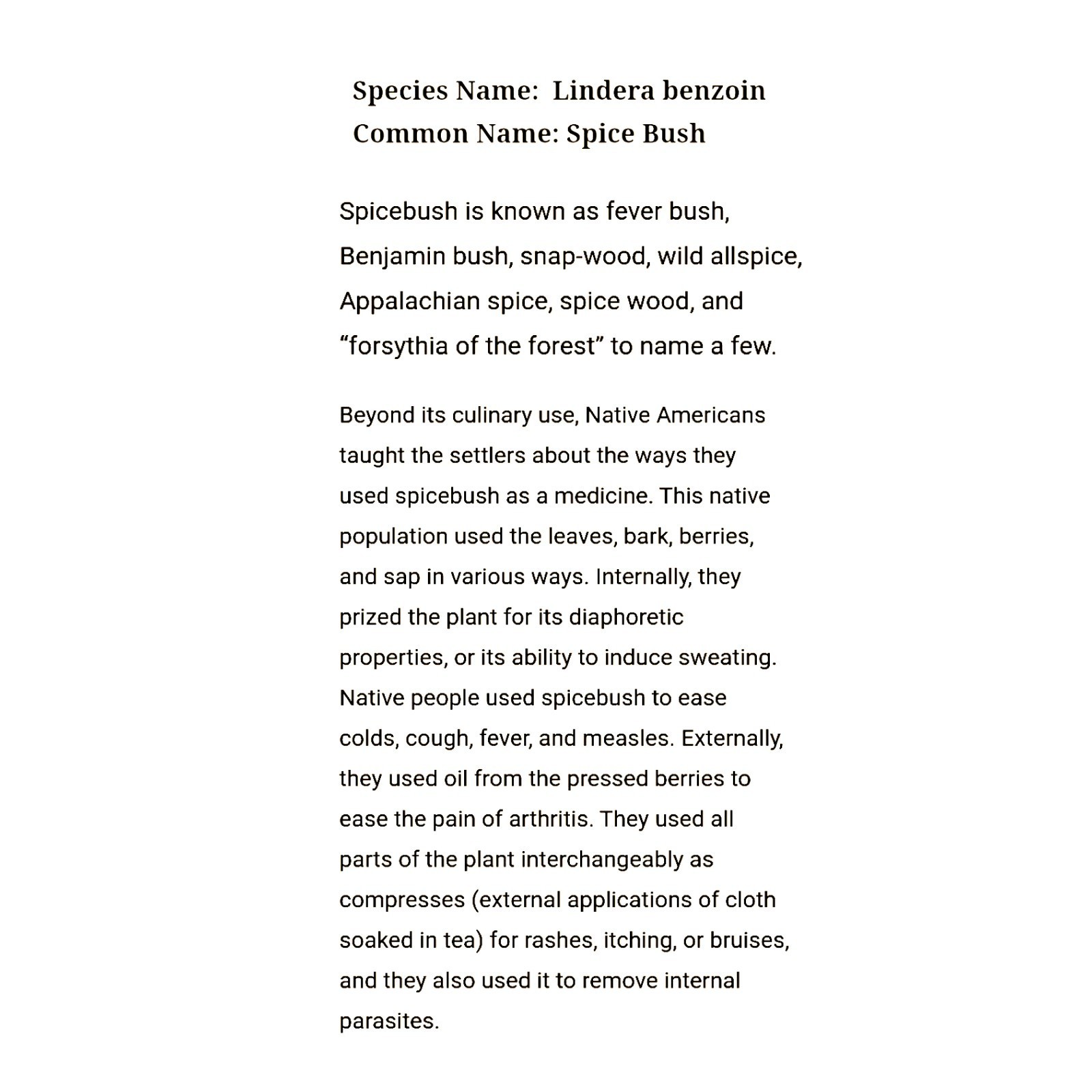 30 Lindera Benzoin Spicebush Seeds-Stratified