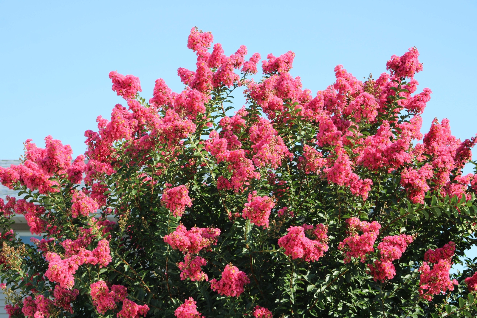 35 DARK PINK CREPE CRAPE MYRTLE Lagerstroemia Indica Bush Tree Flower Seeds