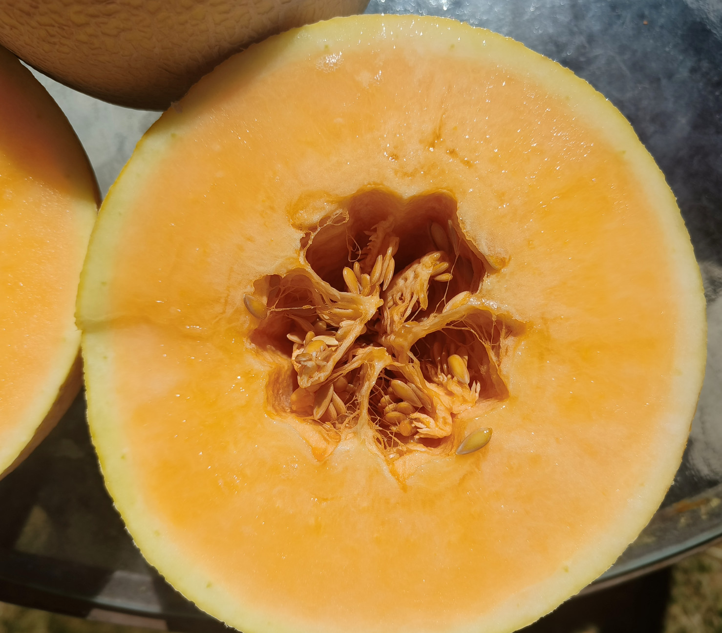 50ct Imperial 45 Cantaloupe Seeds – All American Selections Prize Winning Melon!