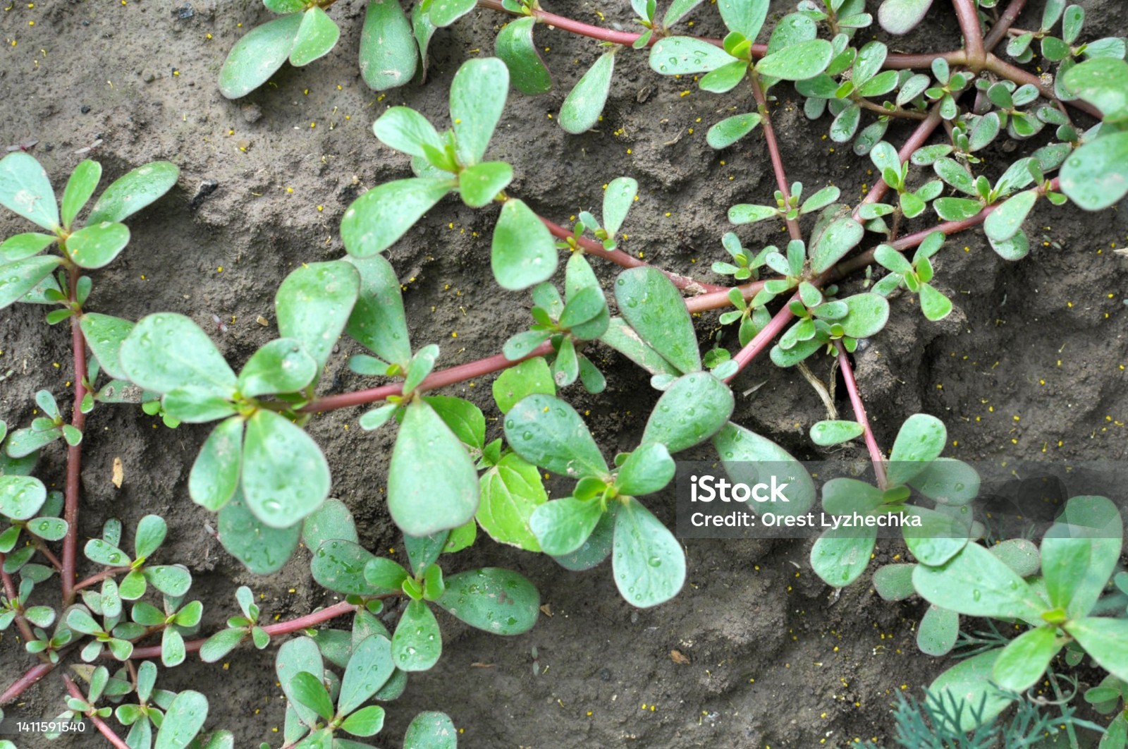 7000+ Green Purslane Seeds – 1 oz Non-GMO Heirloom Vegetable Seeds for Planting